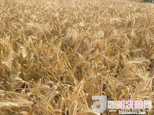 2017年西藏青稞種植面積達210多萬畝，占糧食播種面積的75%。圖為成熟期的青稞。　王玉林 攝