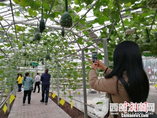 山西省郵政管理局積極推動“一市一品”農(nóng)特產(chǎn)品進(jìn)城項(xiàng)目。 資料圖 楊杰英 攝