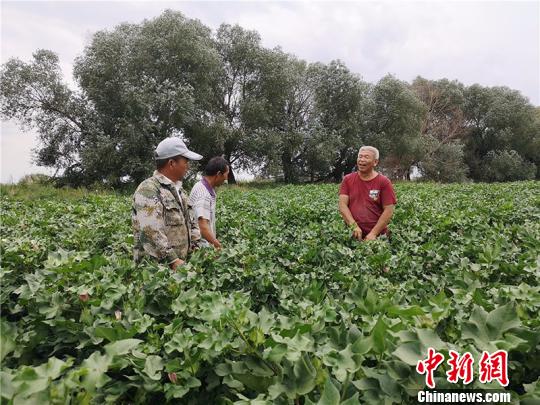 遠(yuǎn)改忠在棉花地里為連隊(duì)職工分享種植經(jīng)驗(yàn)?！“叉陆?攝